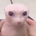 TyppaTogari's Avatar'