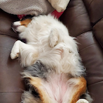 McDoggiePants's Avatar'