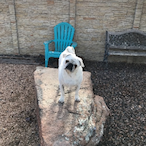 LIL TomTomz's Avatar'