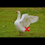GansOhneSchwanz's Avatar'
