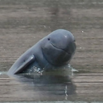 Reshade_Cheater's Avatar'