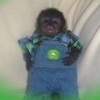 MonkeeBoy's Avatar'