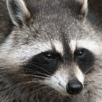 Dirty_raccoon's Avatar'