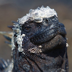 unpIIugged's Avatar'