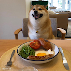 Breakfast_Shiba's Avatar'