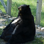 Brokn rlIr's Avatar'