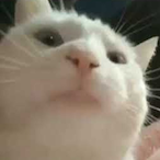 iNeedPickupLine's Avatar'