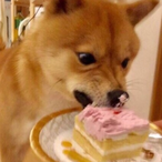 SnowyShiba's Avatar'