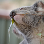 Kowal-lawoK's Avatar