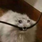 SSDteam.exe's Avatar'