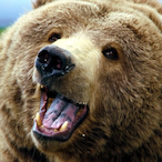 AGamingGrizzly's Avatar'