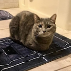 temp-957873837's Avatar'