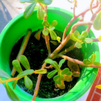 marijuanilla's Avatar'