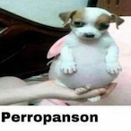 Nim._Chimpsky's Avatar'