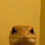 UncleTowel's Avatar'