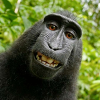 The_monkey_boy's Avatar'