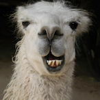 Rynsorex's Avatar'