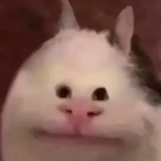 KimchiPapi97's Avatar'