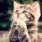 Meowtreasure's Avatar'