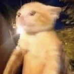 lIIlIlIIIlIllII's Avatar'