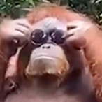 Sir_Congo's Avatar'