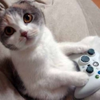 kittyorca's Avatar'
