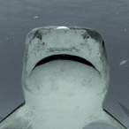 FreeBaller4live's Avatar