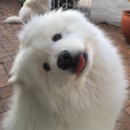 Samoy-socute's Avatar'
