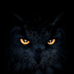 Night.Owl.o_O's Avatar'