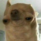 Schwoomple's Avatar'