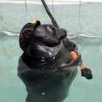 NAVY-SEAL_2's Avatar'