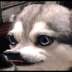 CrissPig's Avatar'