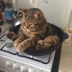 CattoWitSnacco's Avatar'
