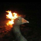 PatoPegandoFogo's Avatar'