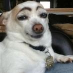 MGKL_meerkat's Avatar'