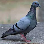 Pigeon.Bird's Avatar'