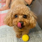 Nijuni_joha's Avatar'