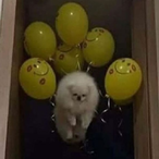 AMagicToaster's Avatar'