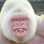 AlbinoGorilla23's Avatar'