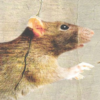 RAT-JUICE's Avatar'