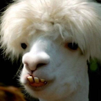 Bullerkjl's Avatar'
