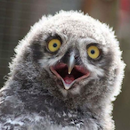 ParamedicPiep's Avatar'