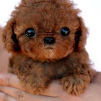 ALX-geniAl's Avatar'