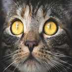 ladnym123's Avatar'