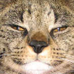 Sagehawkee's Avatar'