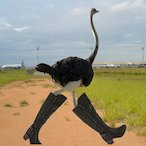 AvestruzDeBota's Avatar'