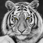 GregLfc2015's Avatar'