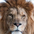 yurilobello11's Avatar'